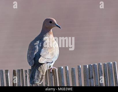 Vue arrière d'un gras coloré riant la colombe Spilopelia senegalensis perchée sur une vieille clôture en bambou avec une floue fond rose Banque D'Images