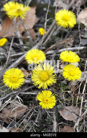 Tussilage Tussilago farfara fleurs au début du printemps Banque D'Images