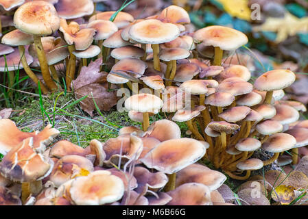 Certains champignons sur le gras Banque D'Images