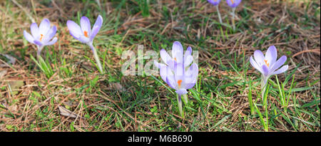 Crocus en fleurs alpines. Belle fraîcheur crocus violet. La fleur la floraison au début du printemps. Premier Printemps fleurs éclore sous un soleil éclatant. Vue panoramique vi Banque D'Images