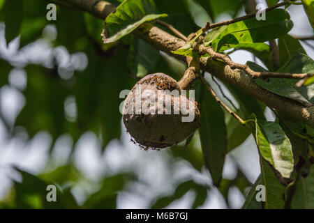 Siddapura, Inde - le 30 octobre 2013 : les fourmis de feu rouge de monter sur des cavités d'arbres de plantation de café. Bois brun, fond vert pâle. Banque D'Images