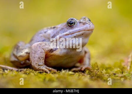 Blue Moor frog (Rana arvalis) à la caméra dans le fond lumineux. Les mâles peuvent développer une coloration bleu vif pendant quelques jours au cours de la mer Banque D'Images