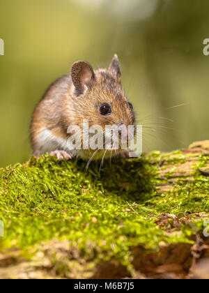 Souris en bois (Apodemus sylvaticus) sur fond vert avec journal moussu Banque D'Images