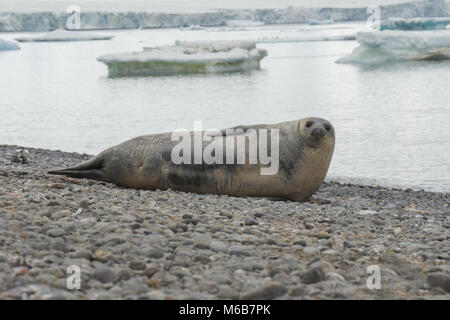 Phoque de Weddell en Antarctique Banque D'Images