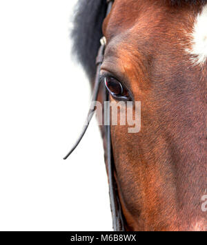 Bay horse close up sur un fond blanc. La moitié. Banque D'Images