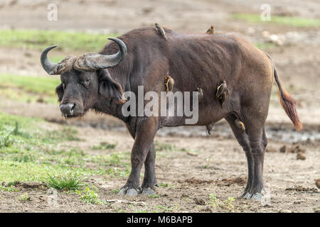 Buffle avec yellow-billed oxpecker (Buphagus africanus) Parc national Queen Elizabeth, l'Ouganda, l'Afrique Banque D'Images