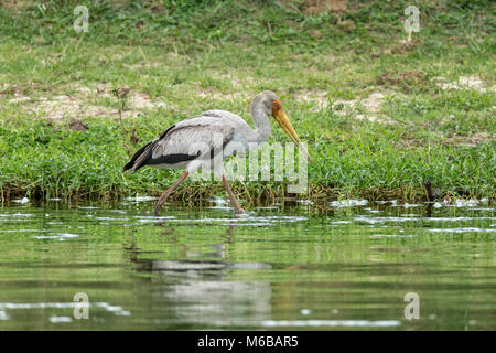 Juvenile Yellow-billed stork (Mycteria ibis), aka la cigogne en bois ou bois ibis, le lac Victoria, le Parc national Queen Elizabeth, l'Ouganda, l'Afrique Banque D'Images