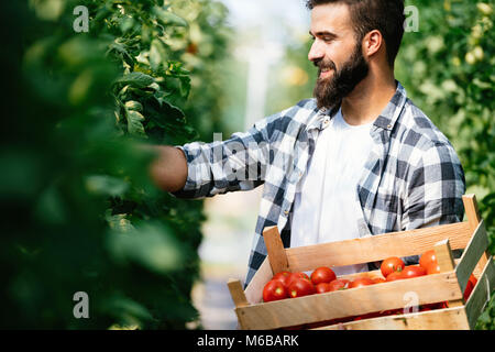 Cueillette de tomates fraîches, agriculteur de son jardin serre Banque D'Images