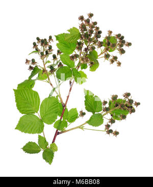 Jardin Blackberry avec des feuilles vertes et des petits figuiers de baies. Isolated on white studio shot Banque D'Images