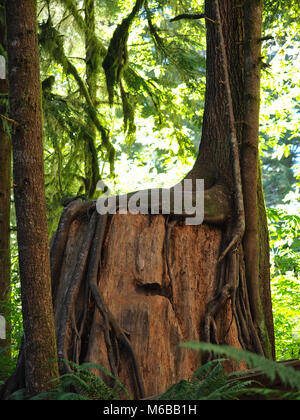 En forme de chaise inhabituelle arbre qui grandit dans une forêt du nord-ouest du Pacifique Banque D'Images