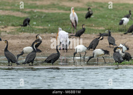 Ibis sacré (Threskiornis africains aethiopicus) Yellow-billed stork (Mycteria ibis), aka cigogne en bois ou bois ibis et grand cormoran (Phalacrocorax location Banque D'Images