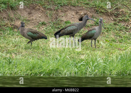 Hadada ou hadeda ibis (Bostrychia hagedash), le lac Victoria, le Parc national Queen Elizabeth, l'Ouganda, l'Afrique Banque D'Images