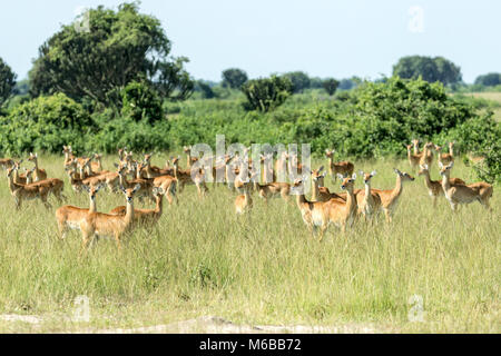 Troupeau de kob (Kobus kob thomasi) antilope, tous à l'égard des Lions, le Parc national Queen Elizabeth, l'Ouganda, l'Afrique Banque D'Images