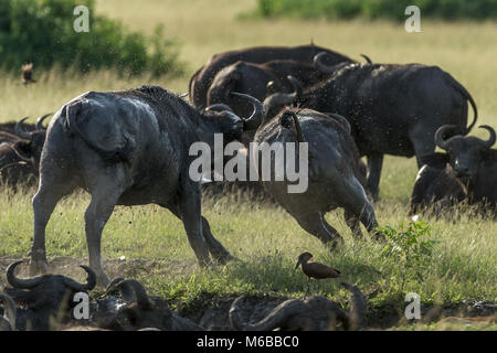 Buffle chase et poursuivi avec un troupeau se vautrer et hammerkop, Parc national Queen Elizabeth, l'Ouganda, l'Afrique Banque D'Images