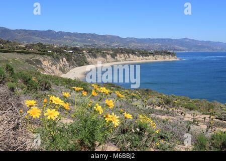 Californie, États-Unis - vue de la côte du Pacifique à Malibu. Plage d'état de point Dume avec Coreopsis géant (Giant) dahlia de mer de fleurs. Banque D'Images