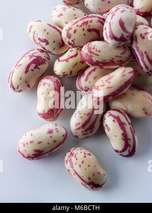 Haricots borlotti fraîchement cueillis également connus sous le nom de haricots canneberges ou haricots romains, sur fond blanc pour la découpe Banque D'Images