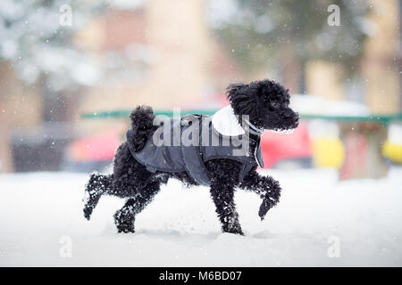 Caniche toy sur jour de neige en hiver coat Banque D'Images