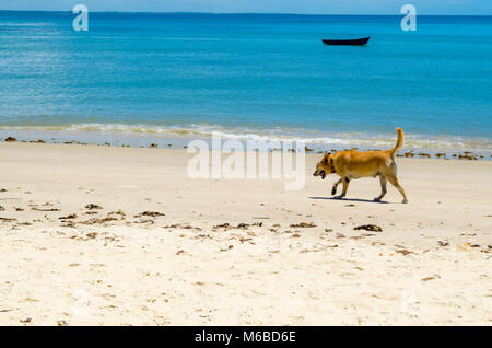 Promenade de chiens sur le sable d'une plage ensoleillée. La scène est composée d'une belle mer bleue et d'un canot dans l'arrière-plan Banque D'Images