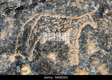 La préhistoire saharienne rock pétroglyphes sculptures art de bovins à partir d'un site 20km à l'est de Taouz, au sud est du Maroc Banque D'Images