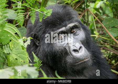 Gorille de montagne (Gorilla beringei beringei) est 1 de 2 sous-espèces de gorilles de l'Est. Femme en sous-bois. La Forêt impénétrable de Bwindi, en Ouganda Banque D'Images