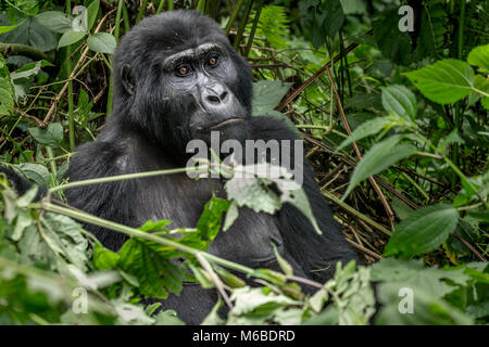 Gorille de montagne (Gorilla beringei beringei) est 1 de 2 sous-espèces de gorilles de l'Est. Femme en sous-bois. La Forêt impénétrable de Bwindi, en Ouganda Banque D'Images