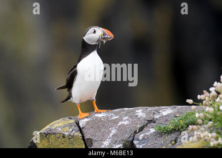 Des profils Macareux moine (Fratercula arctica) sur l'île de mai, Ecosse, Royaume-Uni Banque D'Images