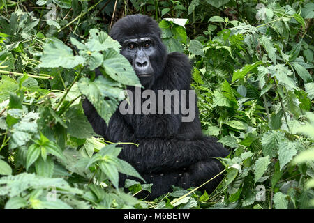 Gorille de montagne (Gorilla beringei beringei) est 1de 2 sous-espèces de gorilles de l'Est. Femelle adulte assis dans la forêt impénétrable de Bwindi en Ouganda Banque D'Images