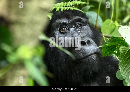 Gorille de montagne (Gorilla beringei beringei) est 1 de 2 sous-espèces de gorilles de l'Est. Femelle adulte avec l'œil gauche, assis dans le sous-bois Banque D'Images