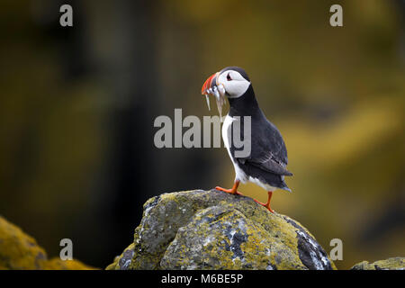 Des profils Macareux moine (Fratercula arctica) sur l'île de mai, Ecosse, Royaume-Uni Banque D'Images