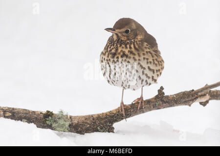 Grive musicienne (Turdus philomelos) en hiver Banque D'Images