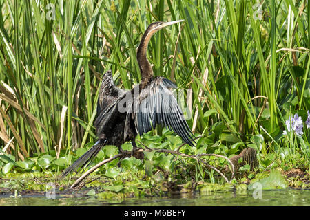 Le dard de l'Afrique de l'anhinga rufa) (aka snakebird, Lac Victoria, 'Murchison's Falls National Park', l'Ouganda, l'Afrique Banque D'Images