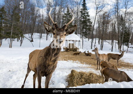 Cerf curieux à la carotte Banque D'Images