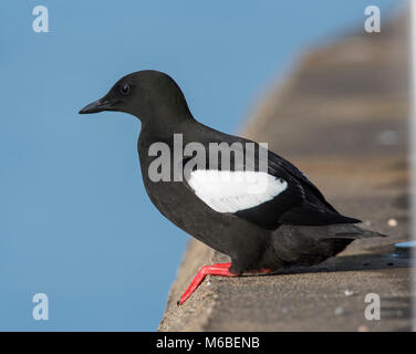 Le Guillemot à miroir (Cepphus grille) plumage en été sur la côte ouest de l'Écosse perché sur mur du port. Banque D'Images