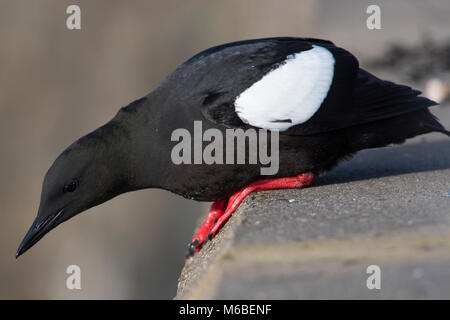 Le Guillemot à miroir (Cepphus grille) plumage en été sur la côte ouest de l'Écosse perché sur mur du port. Banque D'Images