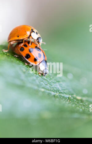 Accouplement des ladybirds de l'Arlequin (Harmonia axyridis) Banque D'Images