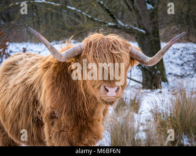 Les vaches Highland dans la neige à la suite de la "bête de l'Est' de 2018, tempête à Hothfield commun, Kent, UK Banque D'Images