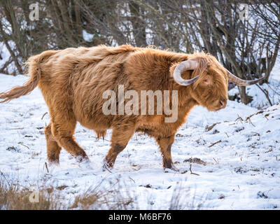 Les vaches Highland dans la neige à la suite de la "bête de l'Est' de 2018, tempête à Hothfield commun, Kent, UK Banque D'Images