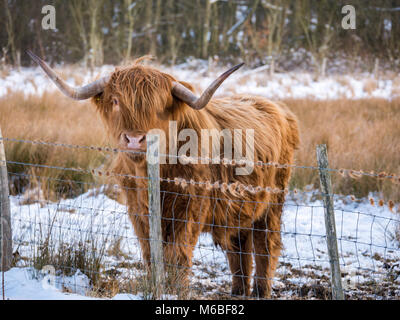 Les vaches Highland dans la neige à la suite de la "bête de l'Est' de 2018, tempête à Hothfield commun, Kent, UK Banque D'Images