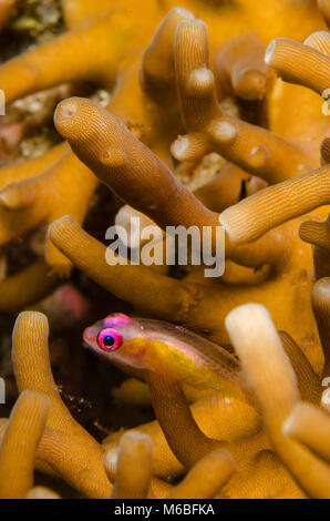 Les yeux rouges, gobie Bryaninops natans, Gobiidae, Anilao, Philippines, Asie Banque D'Images