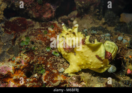 Poisson Grenouille verruqueux, Antennarius maculatus, Antennarididae, Anilao, Philippines, Asie Banque D'Images