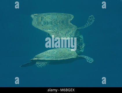 Tortue verte (Chelonia mydas) nage à la surface pour respirer à l'air de poisson remora (Echeneis naucrates) , Bali, Indonésie Banque D'Images