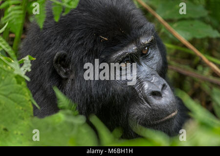 Femelle adulte gorille de montagne (Gorilla beringei beringei) est l'une des deux sous-espèces de gorilles de l'est l'étudier. La Forêt impénétrable de Bwindi Fores Banque D'Images