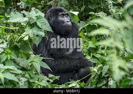 Gorille de montagne (Gorilla beringei beringei) est l'une des deux sous-espèces de gorilles de l'Est. Femelle adulte assis dans le sous-bois. Bwindi Impe Banque D'Images