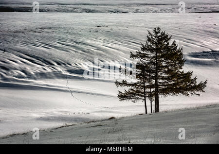Empreinte écologique et de pins isolés dans la neige Banque D'Images