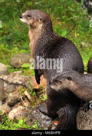 Gros plan paire de loutres eurasiens (Lutra lutra) debout au-dessus des rochers, vue latérale. Highland Wildlife Park, Écosse Banque D'Images