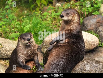 Mignon gros plan paire de loutres eurasiens (Lutra lutra) assis au-dessus des rochers, un avec la bouche ouverte. Highland Wildlife Park, Écosse Banque D'Images