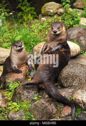 Mignon gros plan paire de loutres eurasiens (Lutra lutra) assis sur des rochers. Highland Wildlife Park, Écosse Banque D'Images