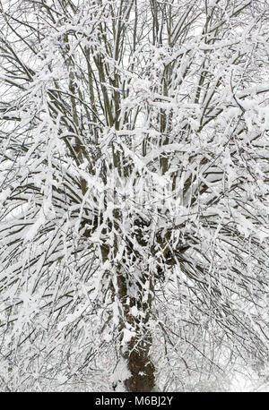 Couvert de neige des branches. Banque D'Images