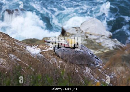 Pelican Bird perché sur une falaise rocheuse au-dessus de l'océan Pacifique. Réserve marine de la Jolla Cove San Diego Californie Sud-Ouest des États-Unis Banque D'Images