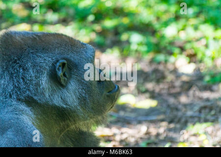 Gorille de plaine de l'ouest est la plus petite des quatre espèces de gorilles et le seul à garder en captivité Banque D'Images